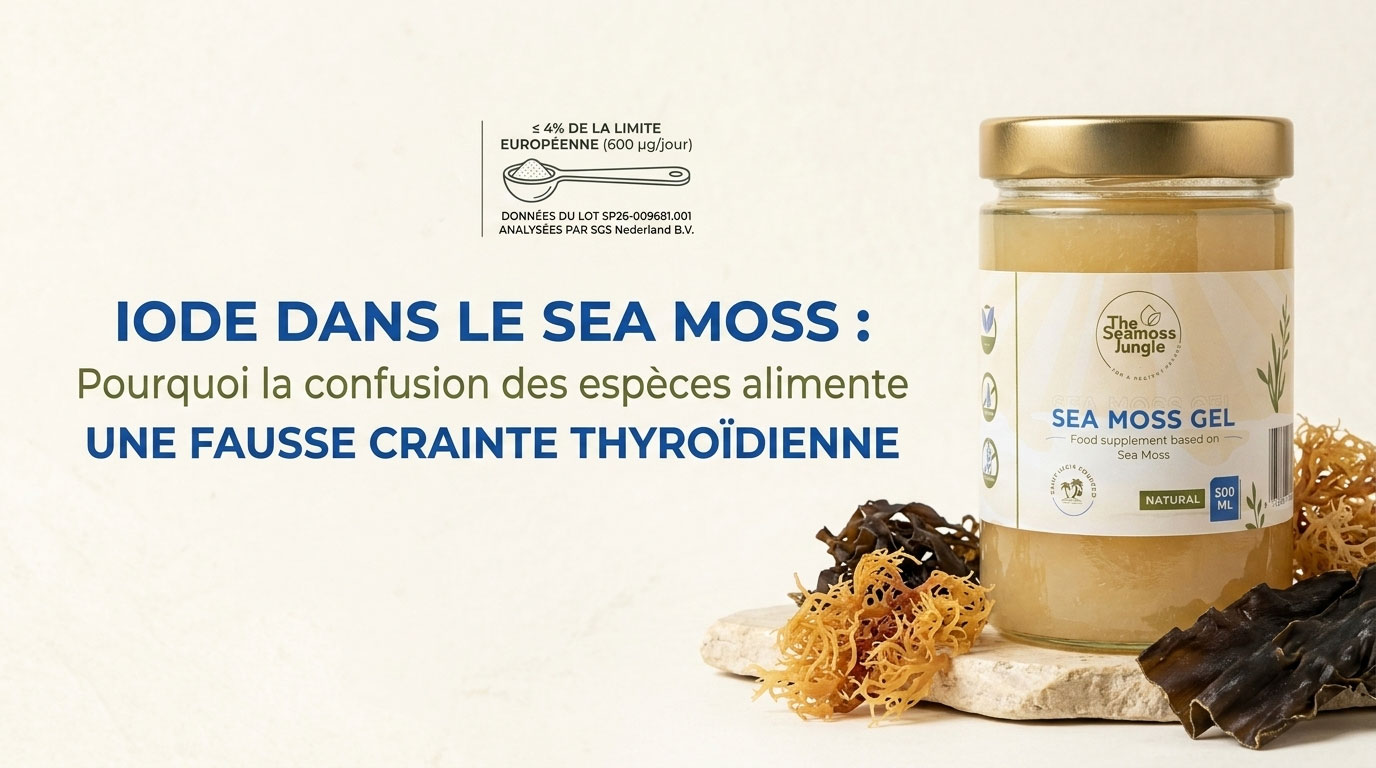 Un pot de gel de Sea Moss Goldern posé sur une surface claire à côté d'algues sèches et d'une infographie épurée illustrant la sécurité thyroïdienne (apport inférieur à 4% de la limite européenne).